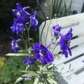 Delphinium x belladonna 'Atlantis'