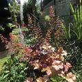 Heuchera villosa 'Marmalade'