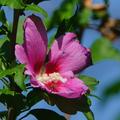 Hibiskus 