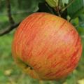 Der Apfel meiner Kindheit. Goldperminer hieß der in unserem Dialekt. Für mich noch immer die leckerste Apfelsorte dieser Welt.