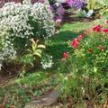 Aster novae-angliae 'Herbstschnee'