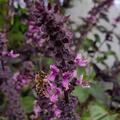Die Bienen lieben es@