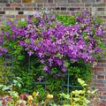 Clematis viticella Polish Spirit