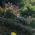 Rispenhortensien und andere Blumen von Lubera