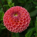 Dahlie 'Caitlin's Joy' (2er Set)