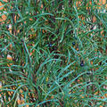 Farnblttriger Faulbaum 'Asplenifolia'