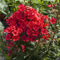 Phlox paniculata Flame-red, Staude, Pppel