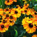 Helenium 'Flamenco', Sonnenbraut 'Flamenco'