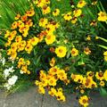 Helenium x cultorum 'Goldrausch', Sonnenbraut 'Goldrausch'