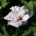 Hibiskus, Eibisch 'French Cabaret Pastel' (Hibiscus syriacus 'French Cabaret Pastel')