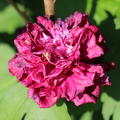 Hibiskus, Eibisch 'French Cabaret Red' (Hibiscus syriacus 'French Cabaret Red')