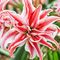 Hippeastrum, Amaryllis Doublet, Double Galaxy Group
