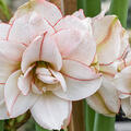 Hippeastrum Elvas, Amaryllis