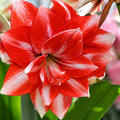 Hippeastrum Jolly Majesty, Amaryllis