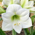 Hippeastrum Montana, Amaryllis