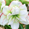 Hippeastrum Picobello Majesty, Amaryllis