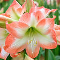 Hippeastrum Shine Dream, Amaryllis