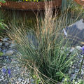 Juncus inflexus