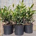 Mate, Ilex paraguariensis