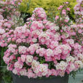 Rose Galaxy, Meilland, Naos
