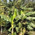 winterharte Banane Musa himalayense speciosa 