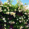 Ramblerrose Malvern Hills