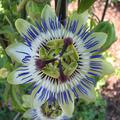 Blaue Passionsblume (Passiflora caerulea)