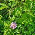 Passionsfrucht 'Eia Popeia', Passiflora incarnata