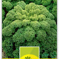 Federkohl grn halbhoher 'Kale'