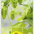 Echter Hopfen