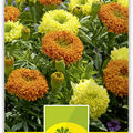 Tagetes grossblumig, hoch 'Spinning Wheels Mix'