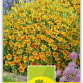 Tagetes kleinblumig  'Gnom'