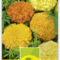 Tagetes grossblumig, hoch