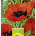 Orientalischer Mohn