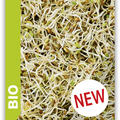 Alfalfa Speisekeimling Bio