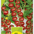 Bio VK Cherry-Tomate 'Lylia'
