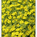 Tagetes 'Single Gold'