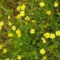 Ranunculus flammula