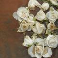 Rose 'Wildeve', Englische Rose, Austin Roses, Vergangene Schönheit