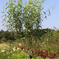 Korkenzier-Weide Tortuosa (Salix matsudana)