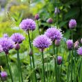 Allium schoenoprasum