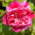 Kletterrose Ines Sastre