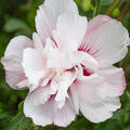 Gartenhibiskus, Hibiscus French Cabaret Pastel (quer)