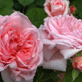 Rosa Amorosa