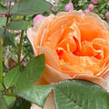 Rose Abbaye de Cluny