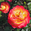 Rose Flaming Star, Edelrose