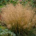 Deschampsia cespitosa Bronzeschleier, Ziergras, Gras
