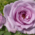 Rose Blue Girl, Edelrose