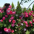 Kletterrose Ines Sastre