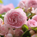 Rose Divina, Kletterrose